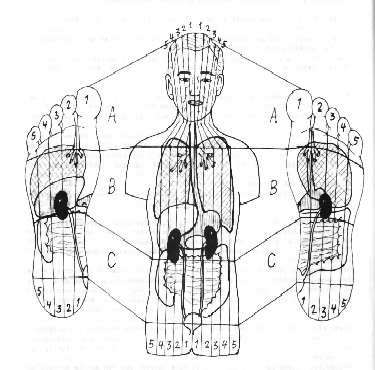 Zoneterapi, zone-terapi, Hovedpine og migræne, Muskel og ledsmerter, Rygproblemer, Kronisk træthed, søvnbesvær og stress, Allergi og hudproblemer, Astma og luftvejslidelser, Hyppige infektioner, fordøjelsesproblemer, Problemer I urinveje, Kredsløbsproblemer, Væskeophobning, menstruations og klimakterieproblemer, Barnløshed, Spædbørnskolik. 